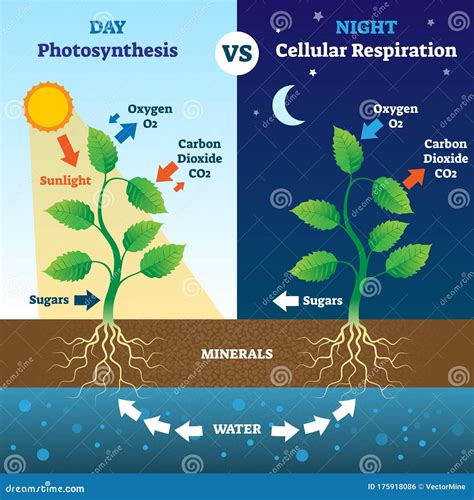 photosynthesis and cellular respiration occur within a plant cell. How are the energy transformations in these two processes related? photosynthesis produces glucose that the cell uses for cellular respiration. what statement best describes the differences between the process of aerobic respiration and fermentation? aerobic respiration requires …
